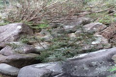 Phyllanthus singampattianus